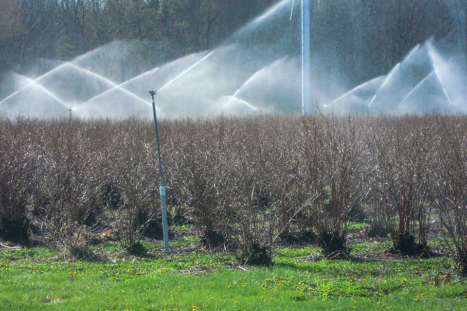 Protection antigel verger de pommiers
