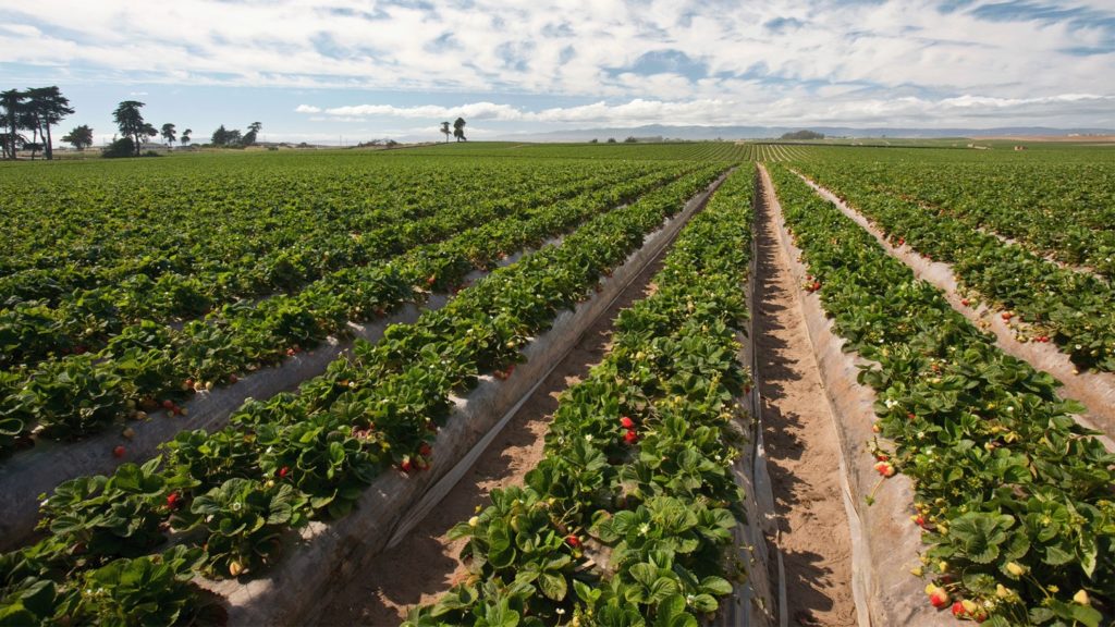 Irrigation fraises